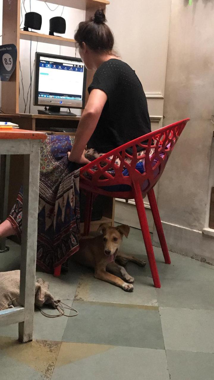 Doodle Rack Hostel Dźajpur Zewnętrze zdjęcie